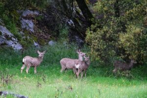 Sequoia National Park