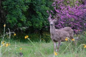 Sequoia National Park