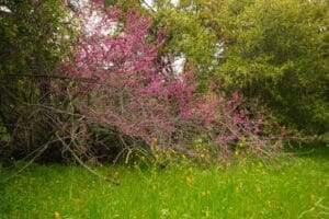 Sequoia National Park