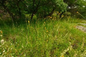 Sequoia National Park
