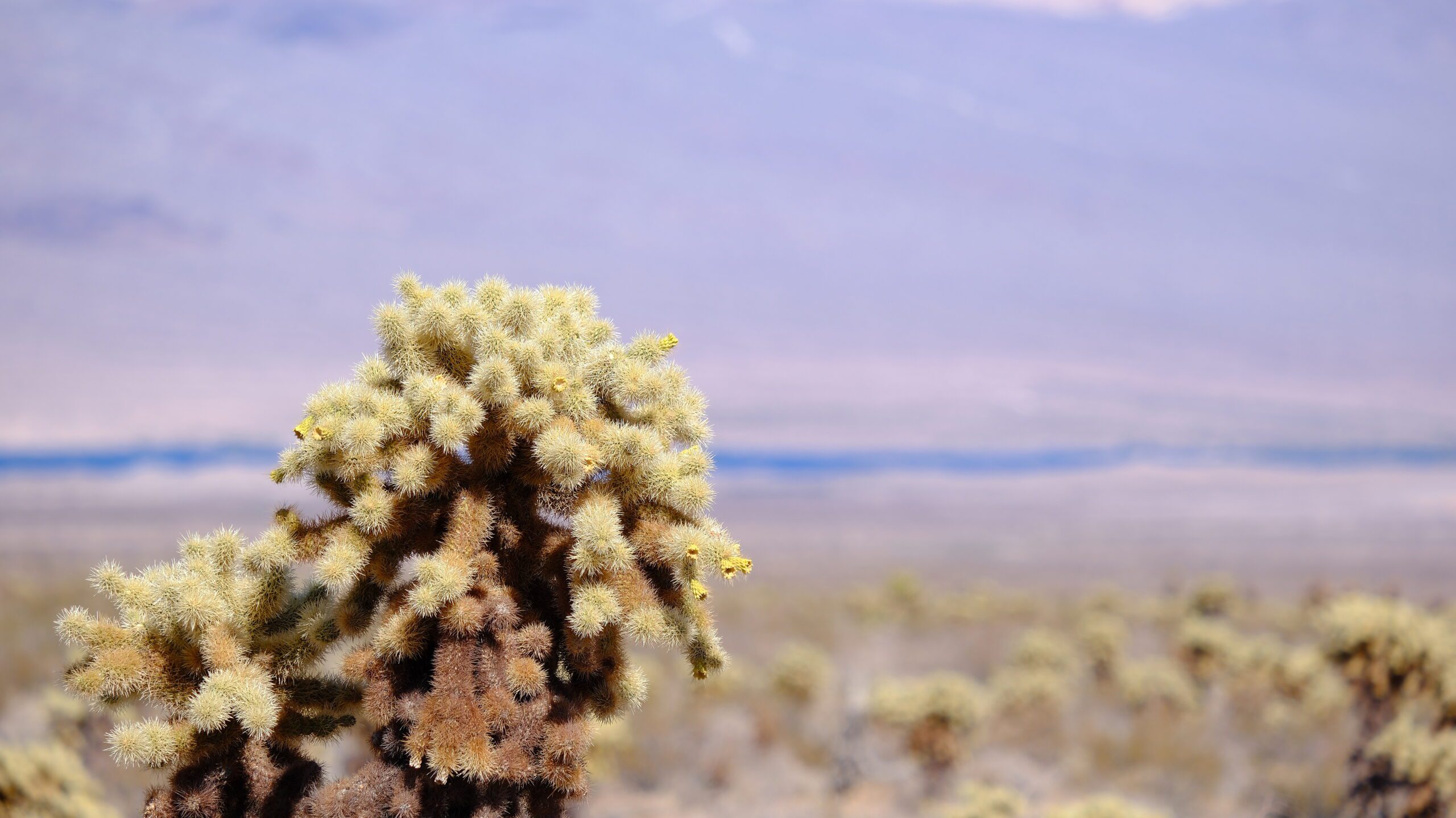 RV Camping Experience