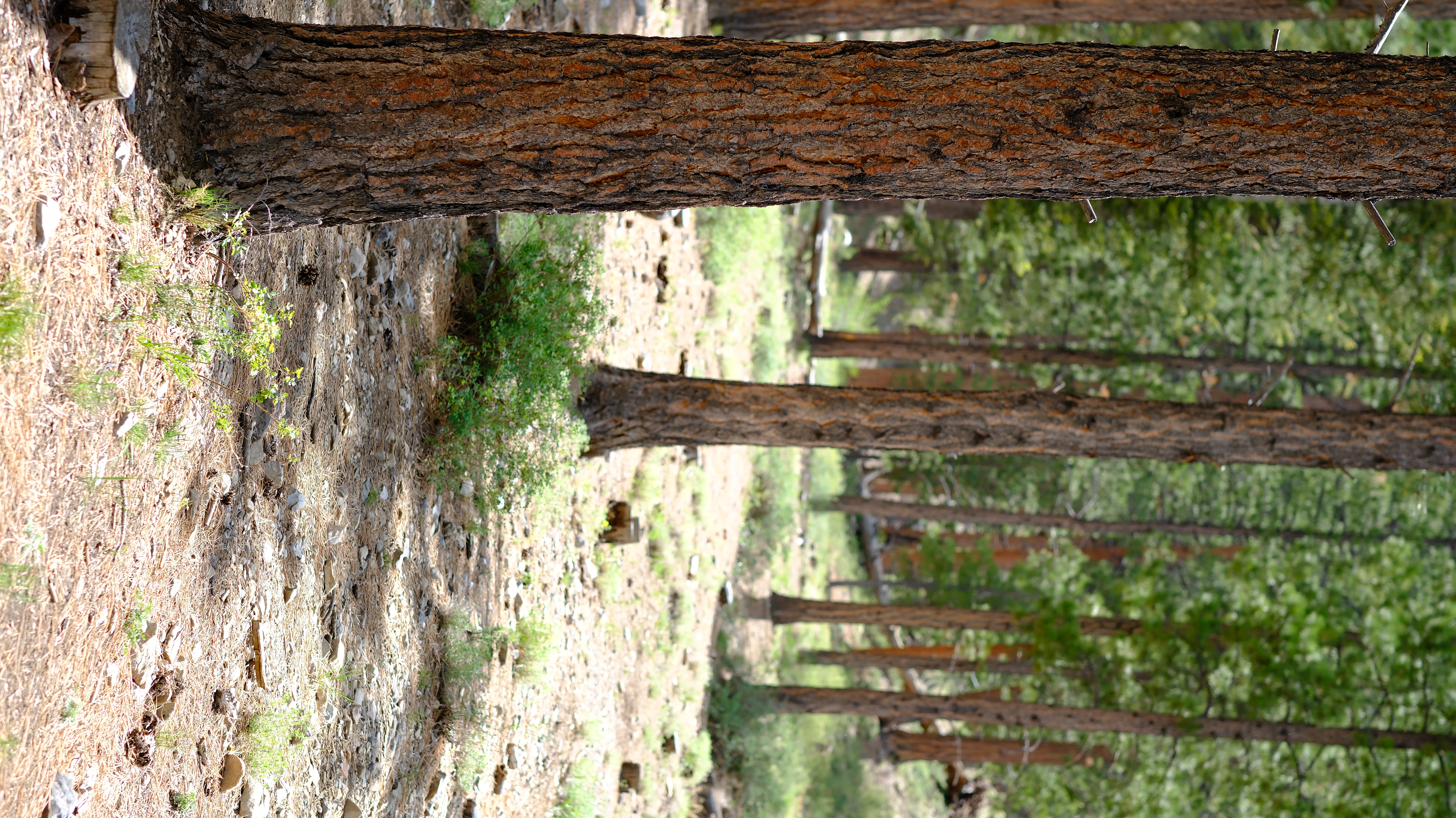 Lee Canyon Mountain Charleston