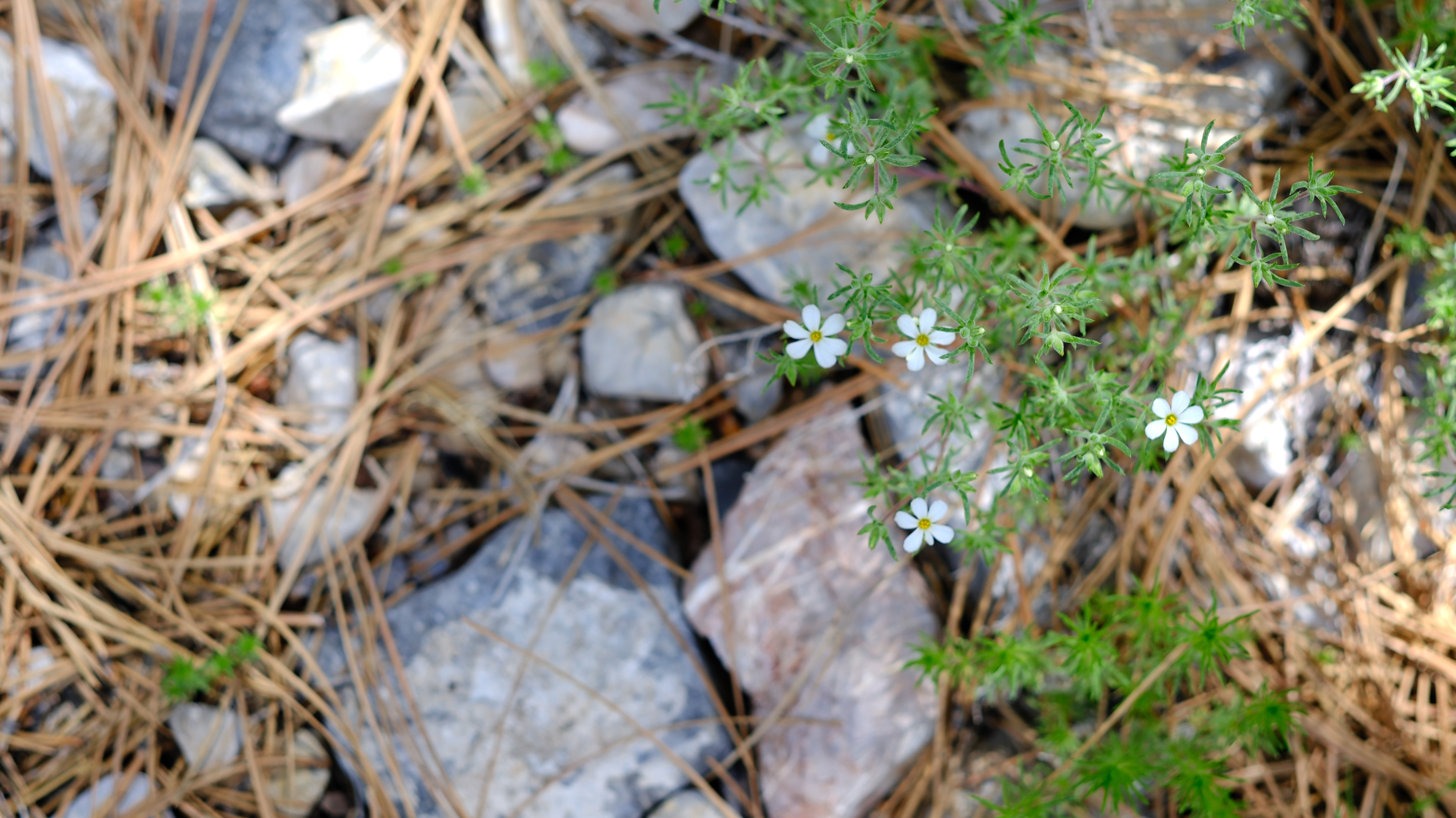 Lee Canyon Mountain Charleston