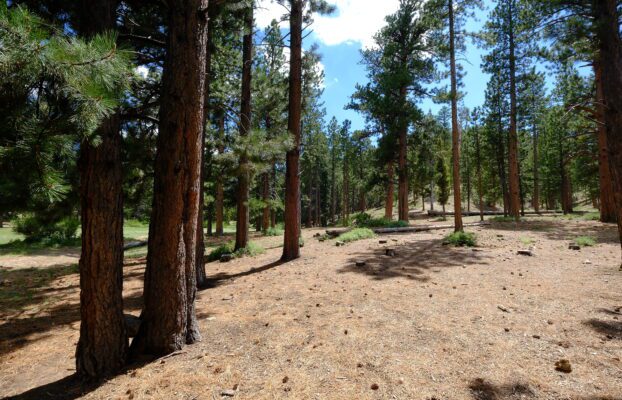 Thousand Trails Idyllwild 3–5 Day with Campervan