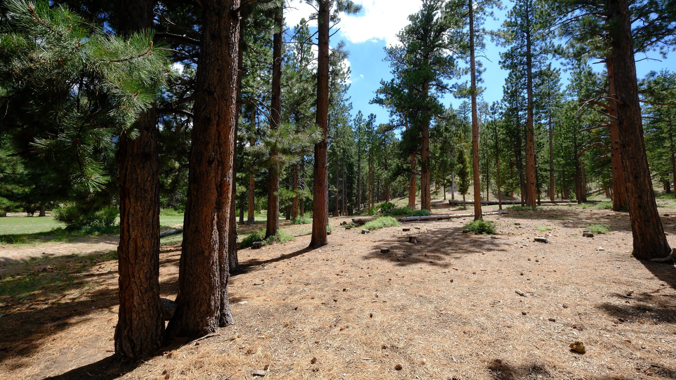 Thousand Trails Idyllwild 3–5 Day with Campervan