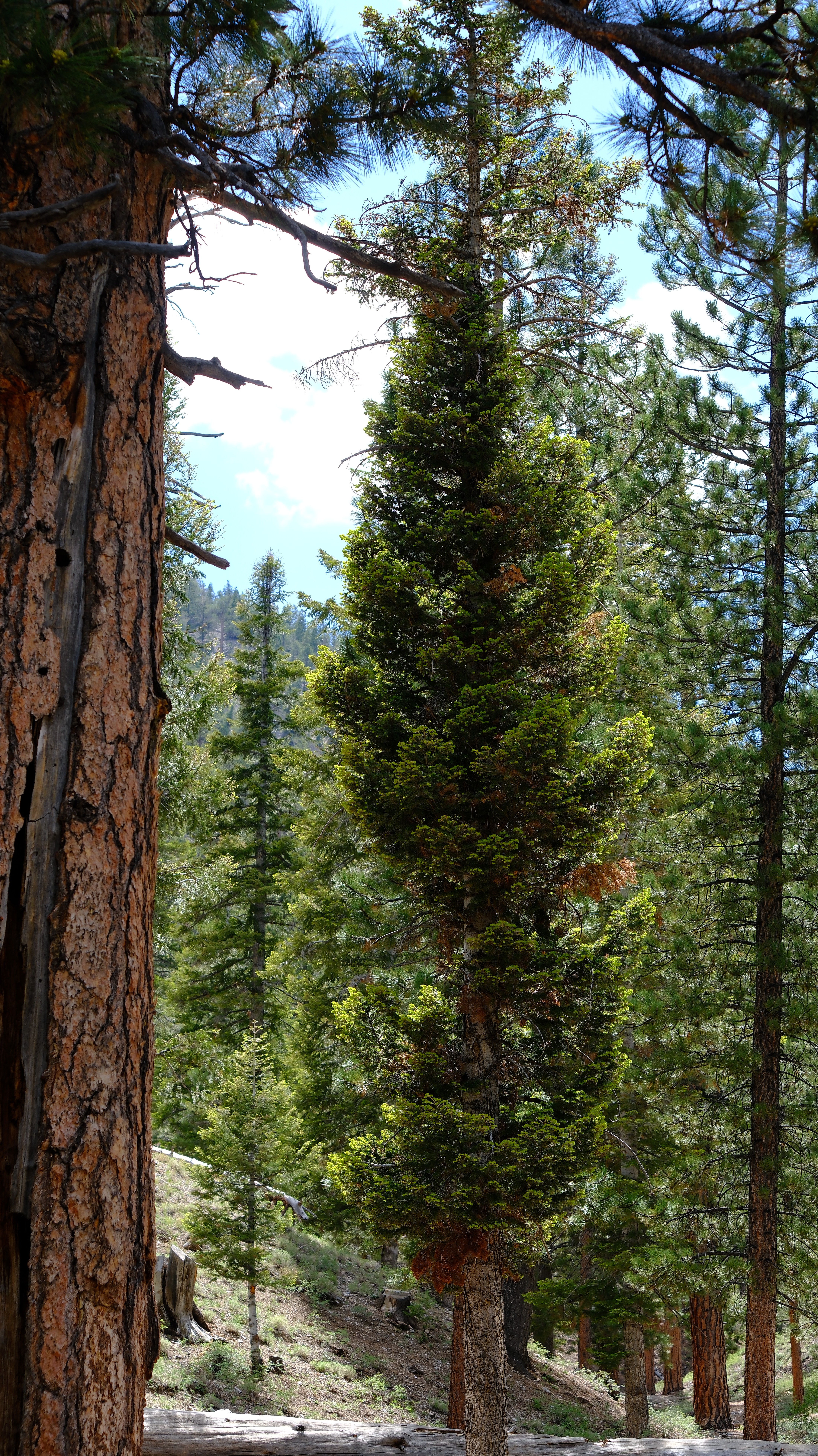 Lee Canyon Mountain Charleston