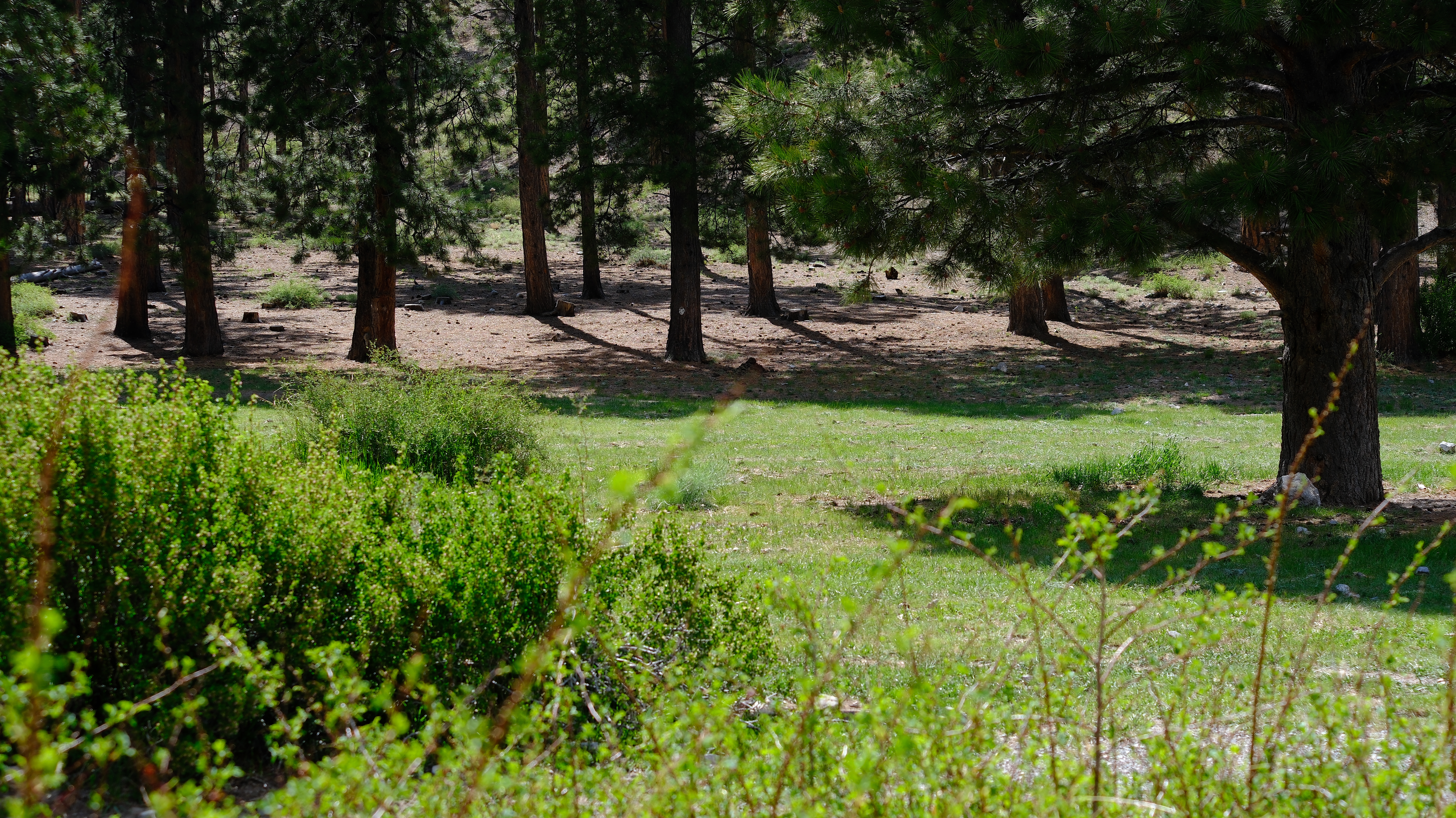 Lee Canyon Mountain Charleston