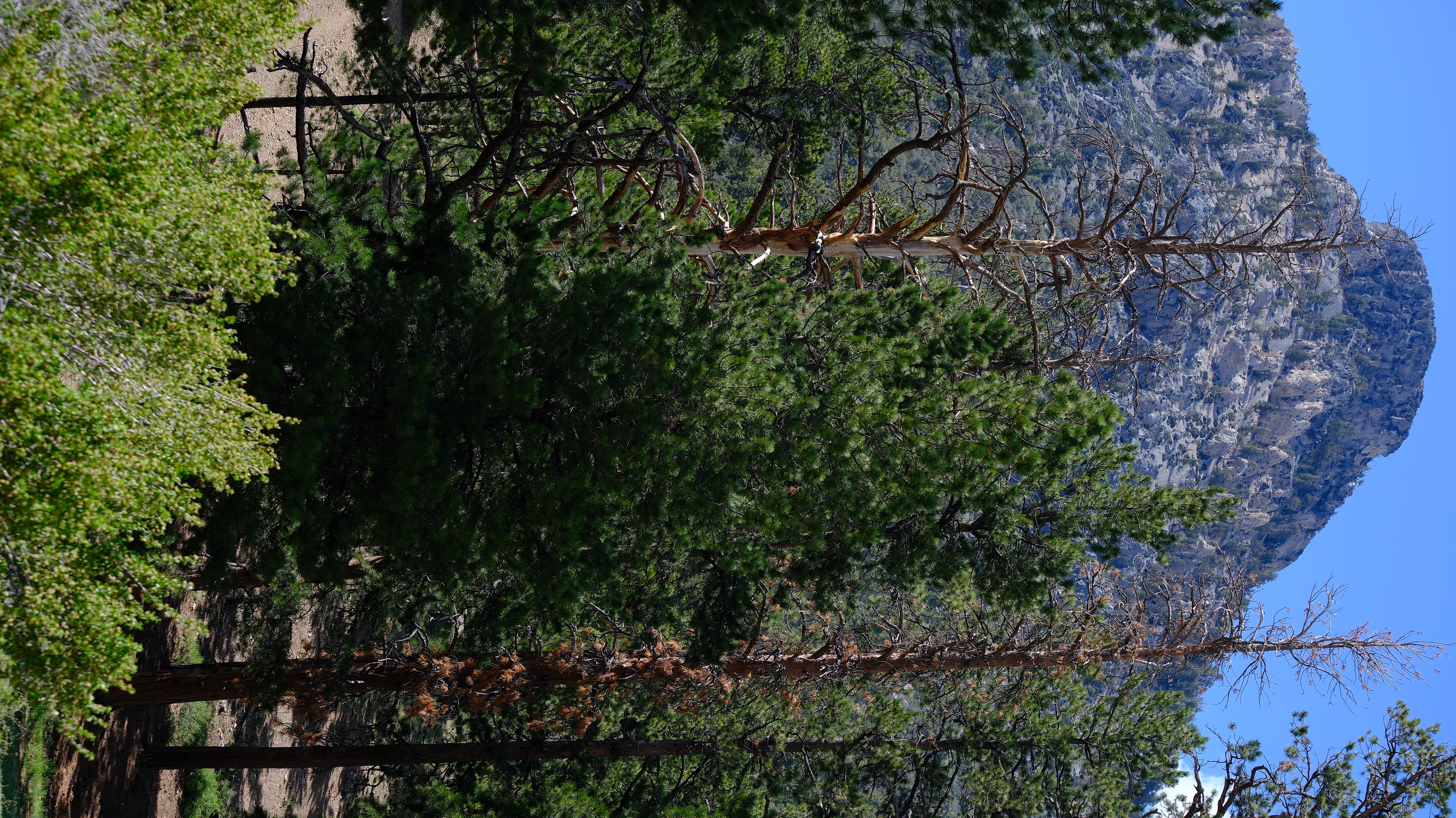 Lee Canyon Mountain Charleston