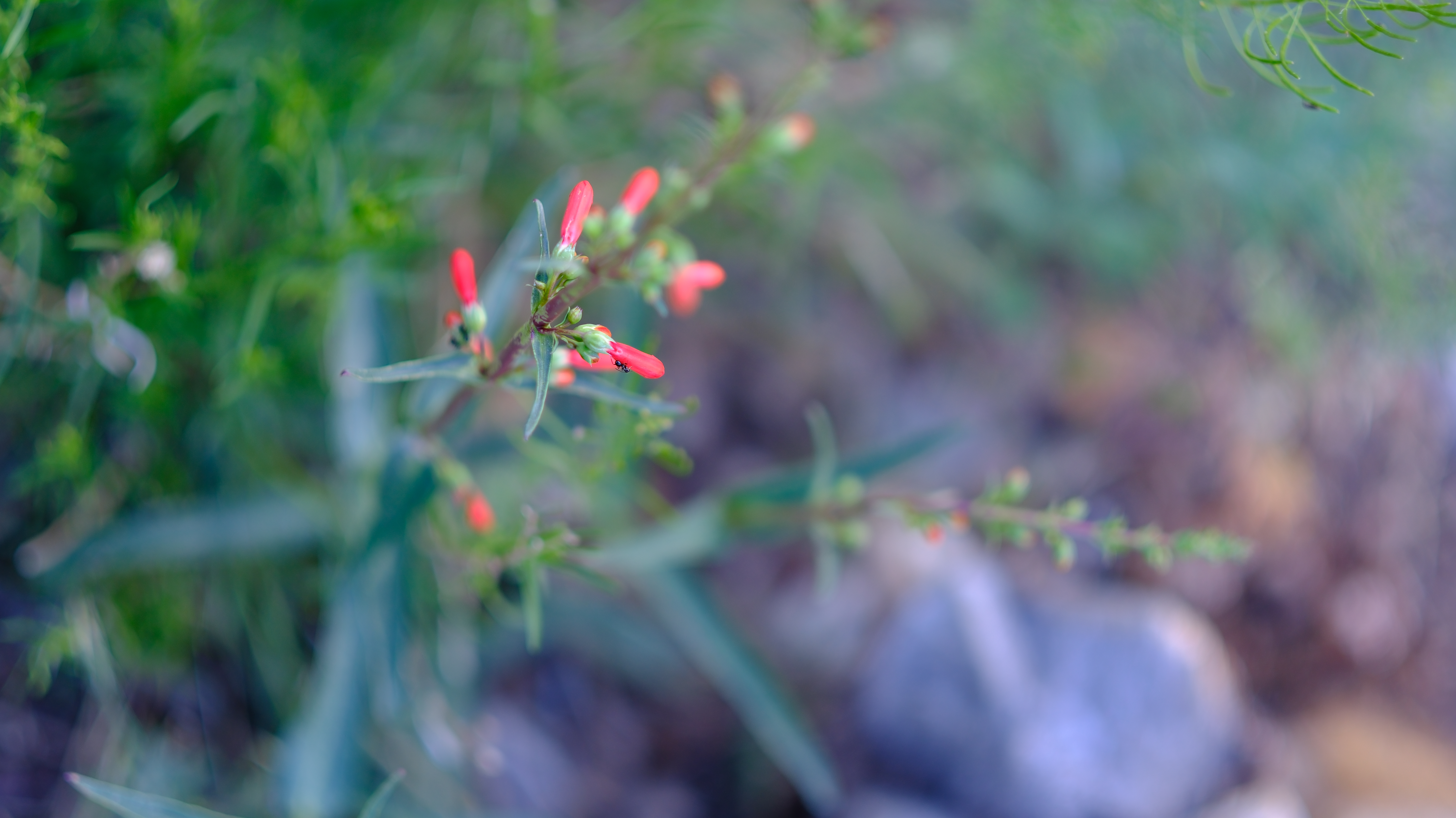Lee Canyon Mountain Charleston