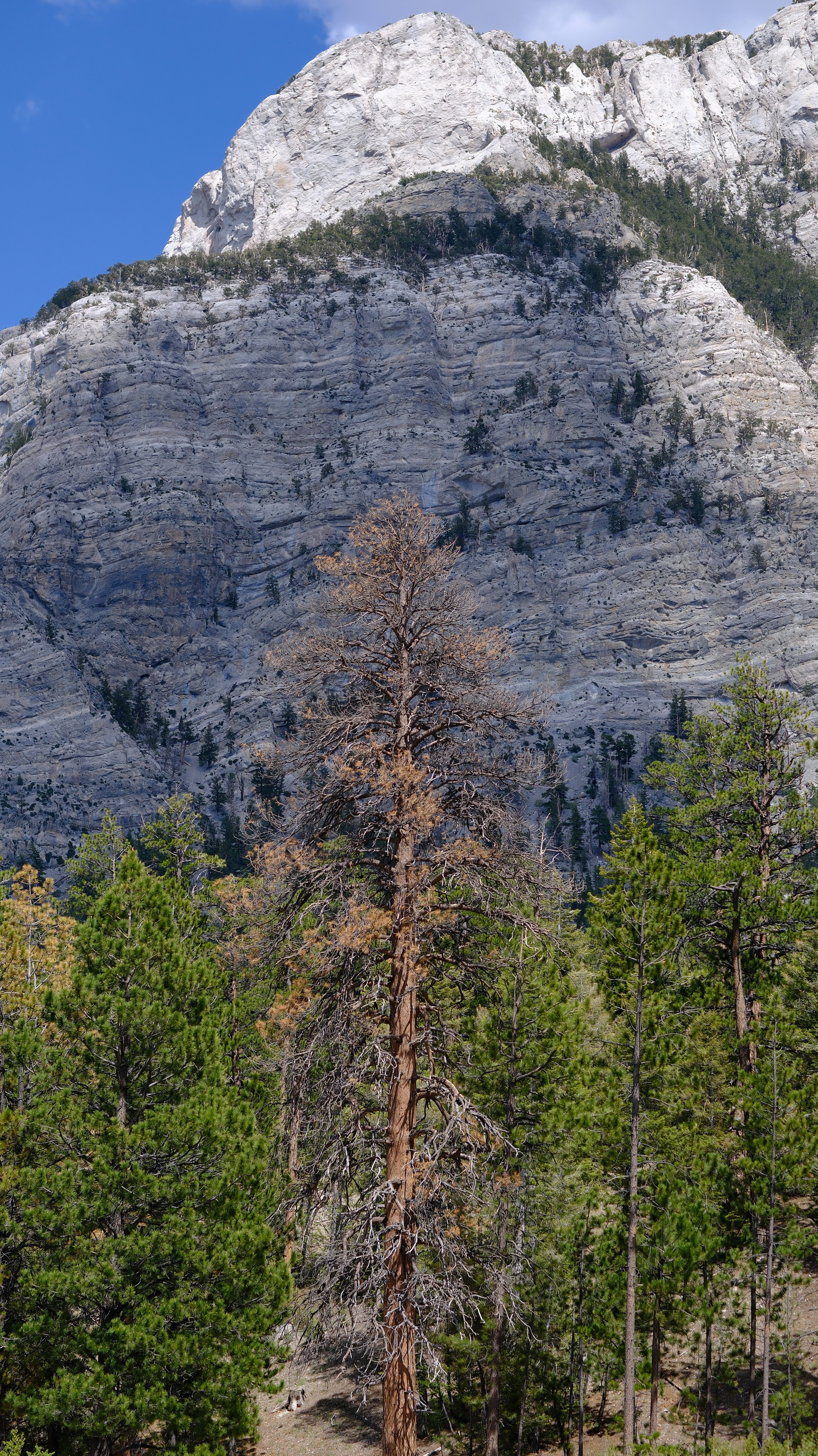 Lee Canyon Mountain Charleston