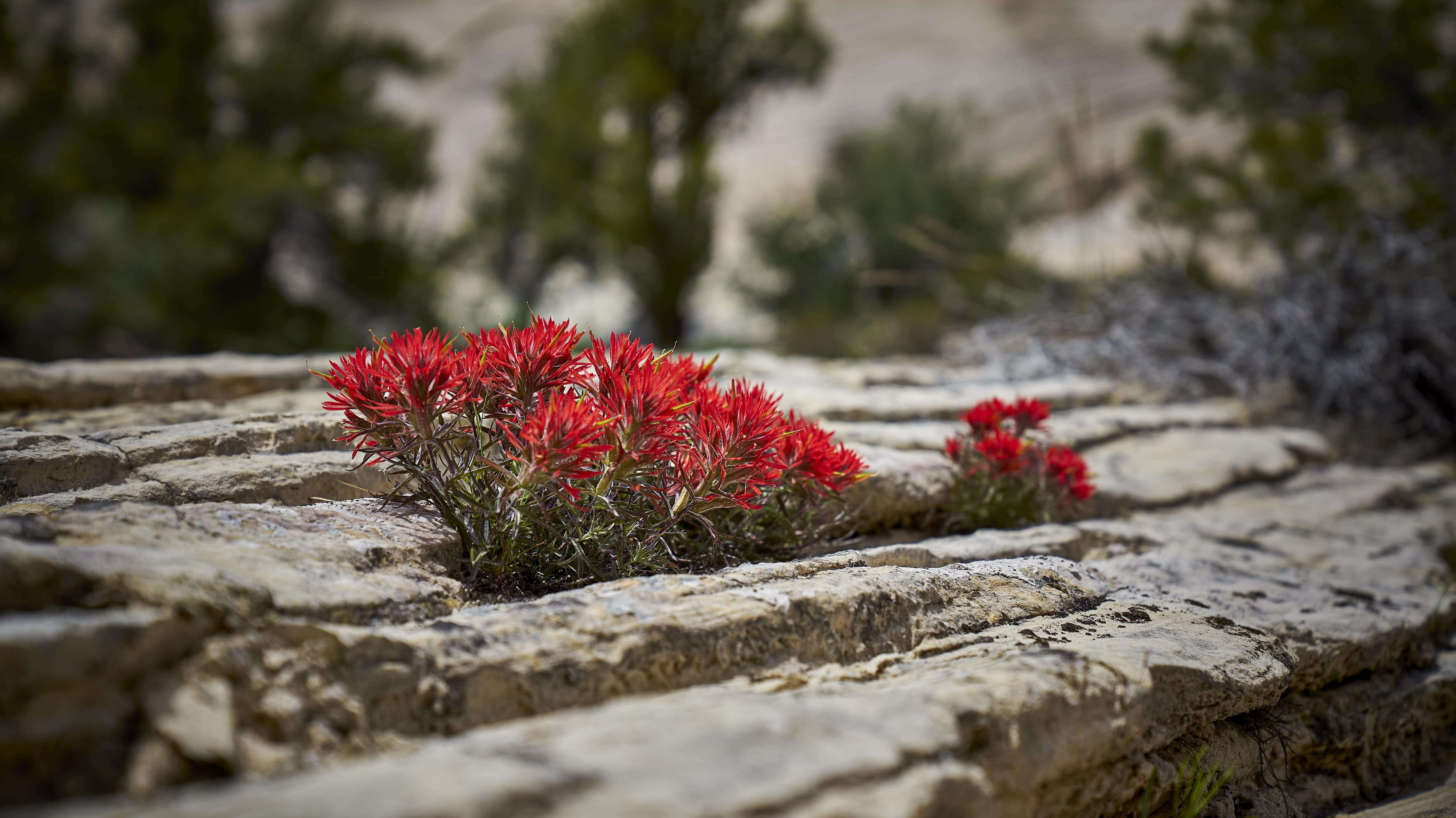 RV and Campervan rental near Zion National Park