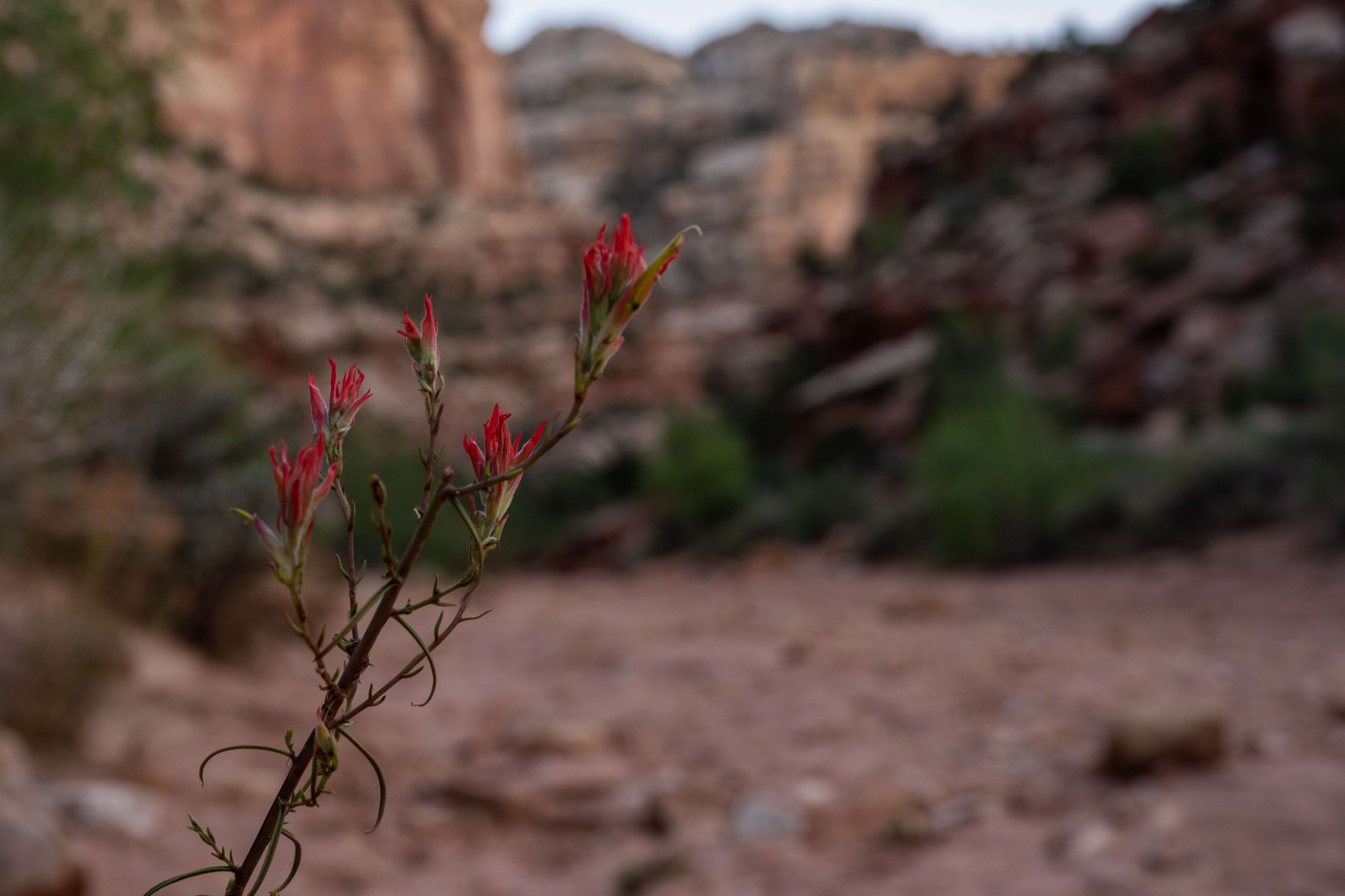 RV rental Capitol Reef National Park