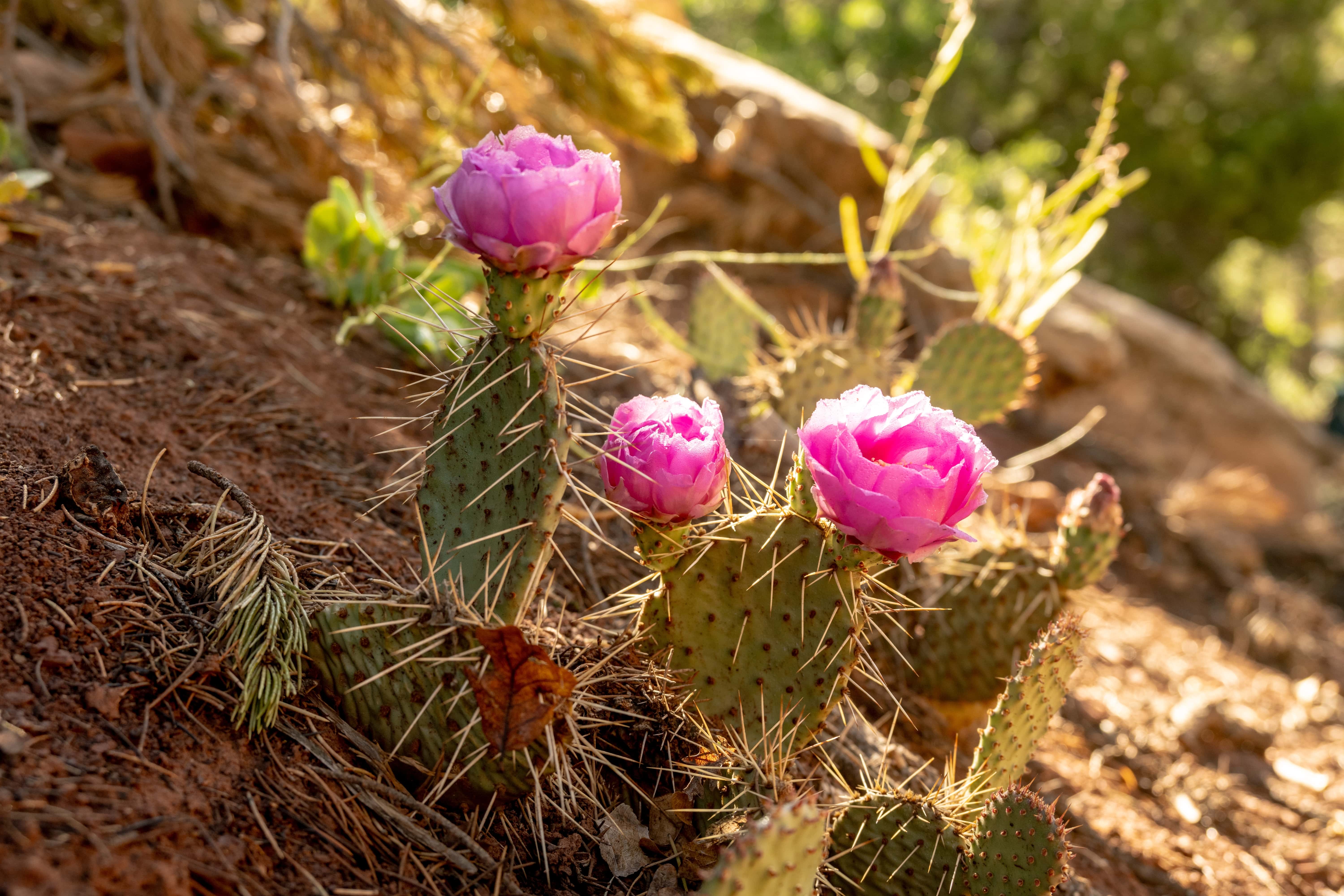 RV and Campervan rental near Zion National Park