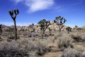 Visiting Joshua Tree National Park with a camper