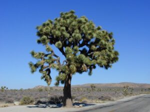 Visiting Joshua Tree National Park with a camper