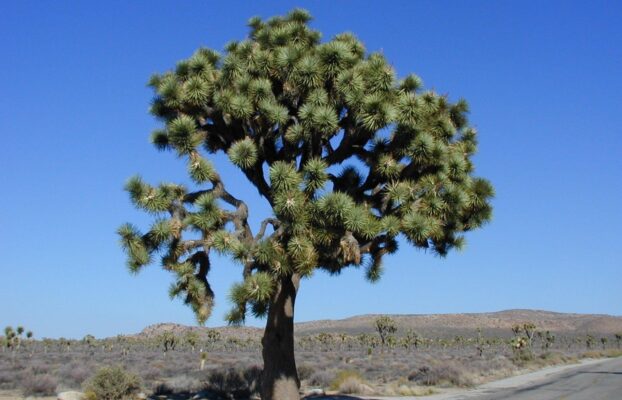 Visiting Joshua Tree National Park with a camper