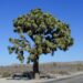 Visiting Joshua Tree National Park with a camper