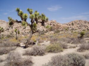 Visiting Joshua Tree National Park with a camper