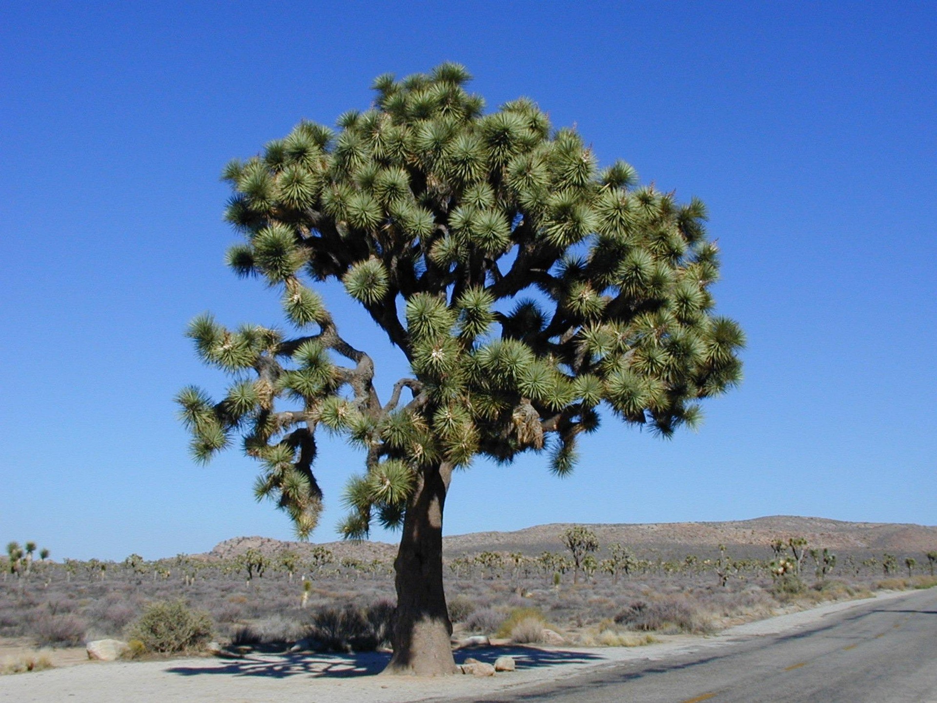 Visiting Joshua Tree National Park with a camper