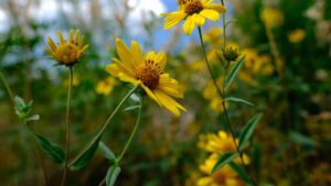 Affordable RV Rentals Near Grand Teton, Montana