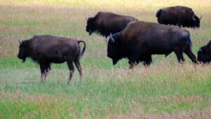 Affordable RV Rentals Near Grand Teton, Montana