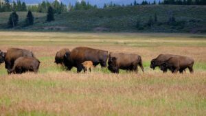 Affordable RV Rentals Near Grand Teton, Montana