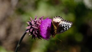 Affordable RV Rentals Near Grand Teton, Montana