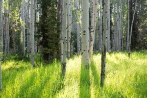 RV Rental Glacier National Park, Montana