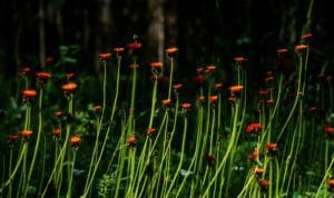 RV Rental Glacier National Park, Montana